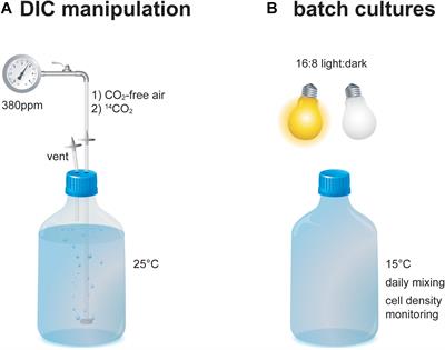 Dead in the Water: The Vicious Cycle of Blanks During Natural Level 14 C Manipulation of Marine Algal Cultures